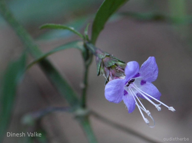 Nilgirianthus ciliatus flower7.jpg